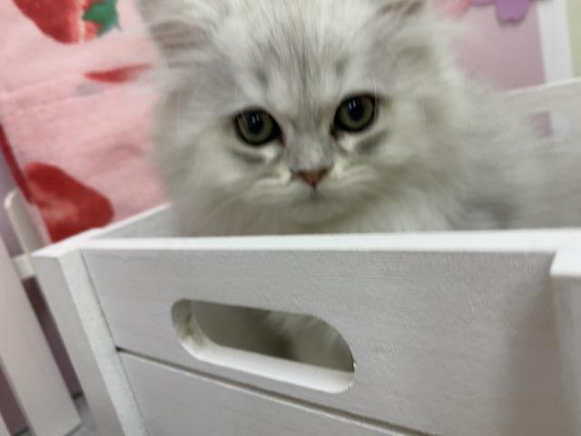 ペルシャ・ヒマラヤン