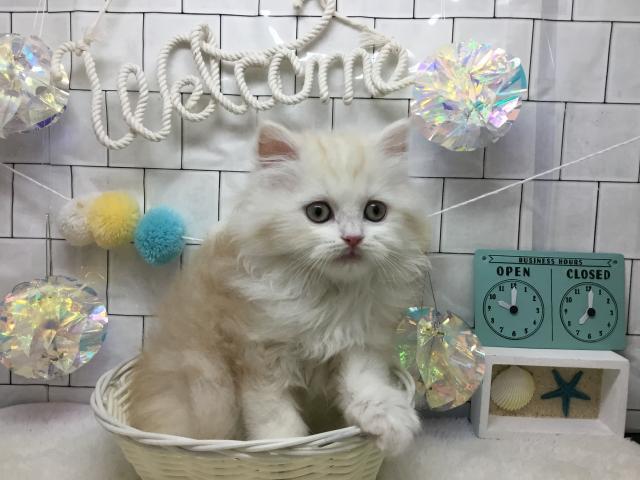 スコティッシュフォールド