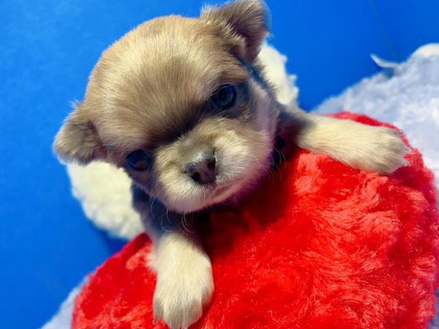 チワワ(ロングコート)お残しするか悩み中でハゲそうです。