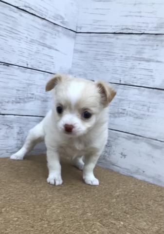 ペットアミ 野田店 千葉県 子犬や子猫たちのペット販売情報が満載 ペットステーション ペットアミ 野田店 千葉県 子犬や子猫たちのペット販売情報が満載 ペットステーション
