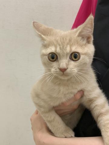 ブリティッシュショートヘア