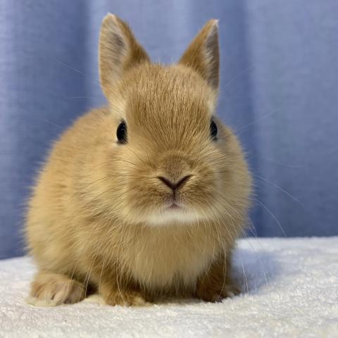 ネザーランドドワーフ