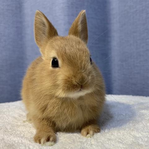 ネザーランドドワーフ