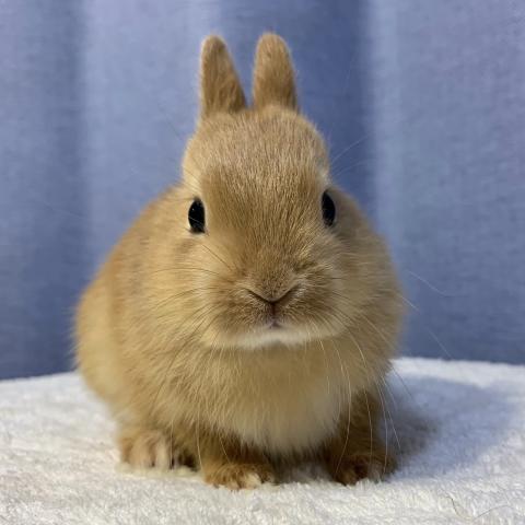 ネザーランドドワーフ