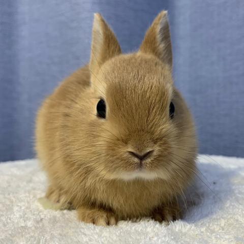 ネザーランドドワーフ