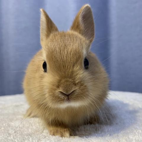 ネザーランドドワーフ