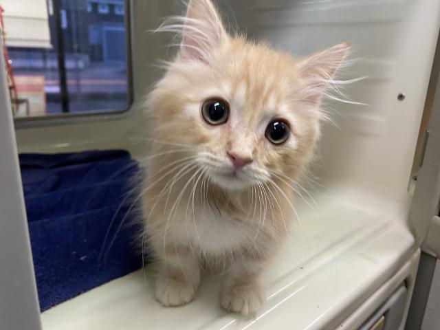 ミヌエット（旧ナポレオン）