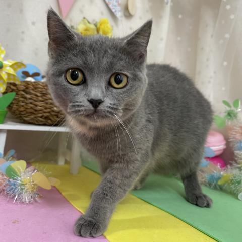 ブリティッシュショートヘア