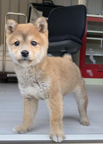 ペットランド ブリーダー直販店 鹿児島県 子犬や子猫たちのペット販売情報が満載 ペットステーション