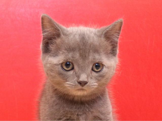 スコティッシュフォールド