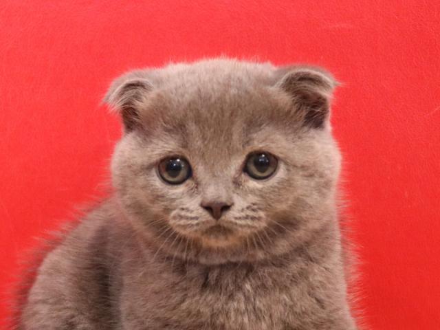 スコティッシュフォールド