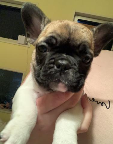 フレンチブルドッグ