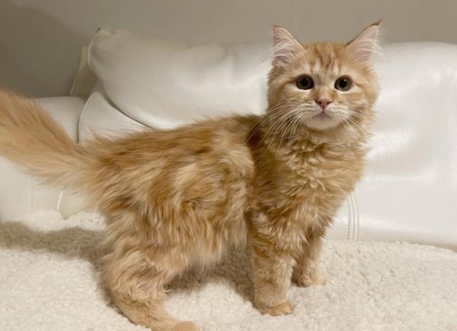 サイベリアン♡母ロシア産血統