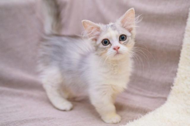 ミヌエット(旧ナポレオン) 短足 長毛