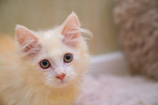 ミヌエット（旧ナポレオン）　短足　長毛