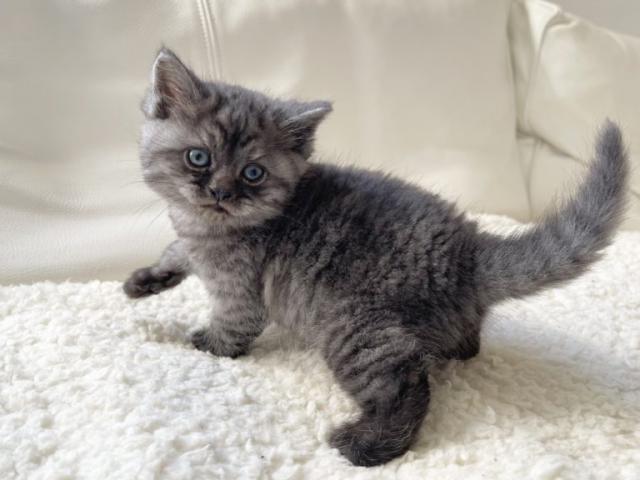 ミヌエット（旧ナポレオン）