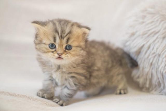 ミヌエット（旧ナポレオン）