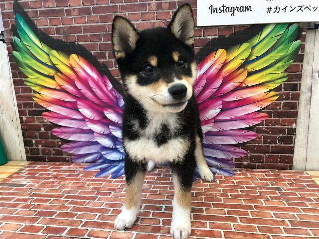 柴犬