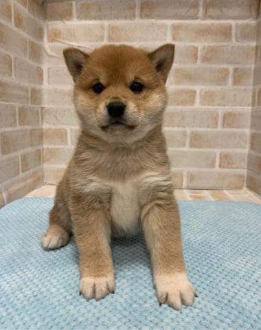 柴犬