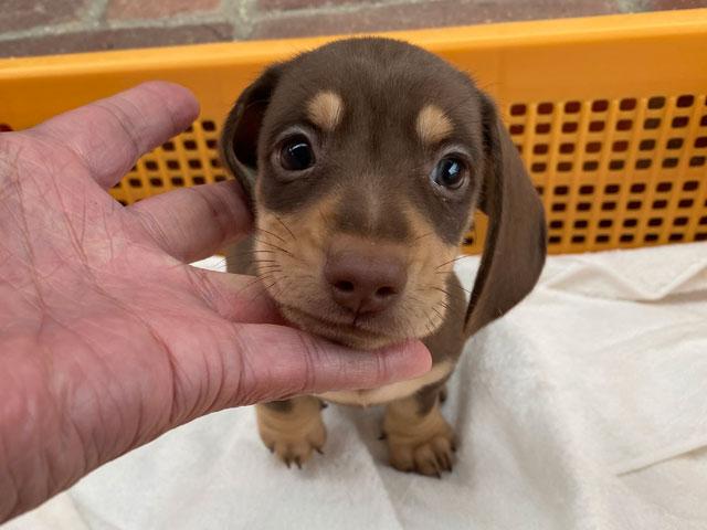 ミニチュアダックスフンド