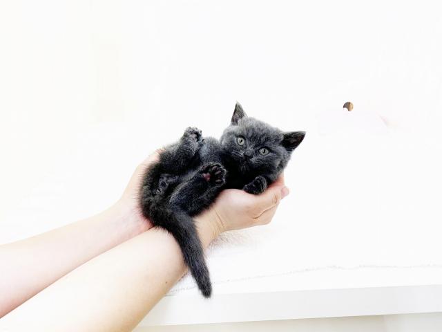 ブリティッシュショートヘア