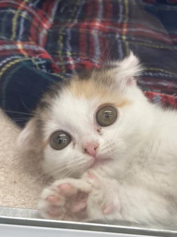 ディスワン川越南古谷店 埼玉県 子犬や子猫たちのペット販売情報が満載 ペットステーション ディスワン川越南古谷店 埼玉県 子犬や子猫たちのペット販売情報が満載 ペットステーション
