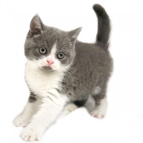 ブリティッシュショートヘア