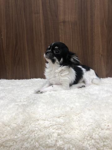 チワワ（ロングコート）