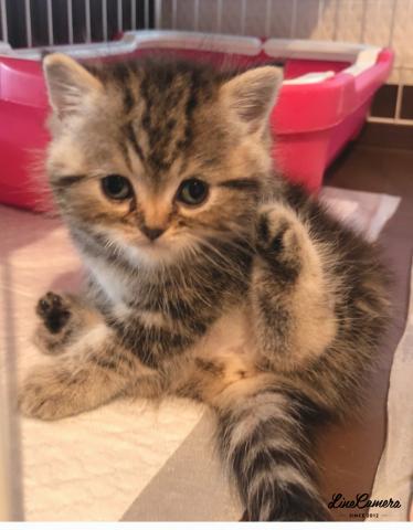 ミヌエット（旧ナポレオン）