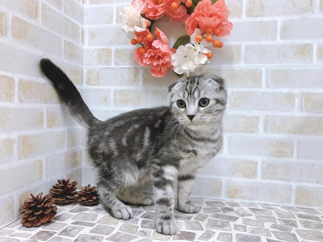 スコティッシュフォールド