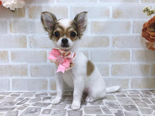 チワワ（ロングコート）