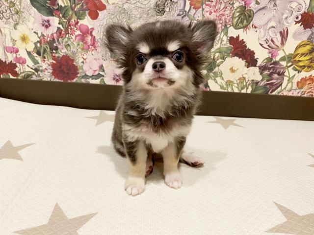 チワワ（ロングコート）