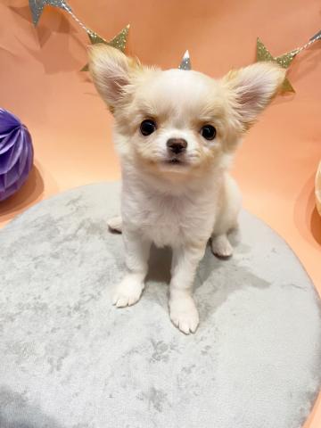 チワワ(ロングコート)