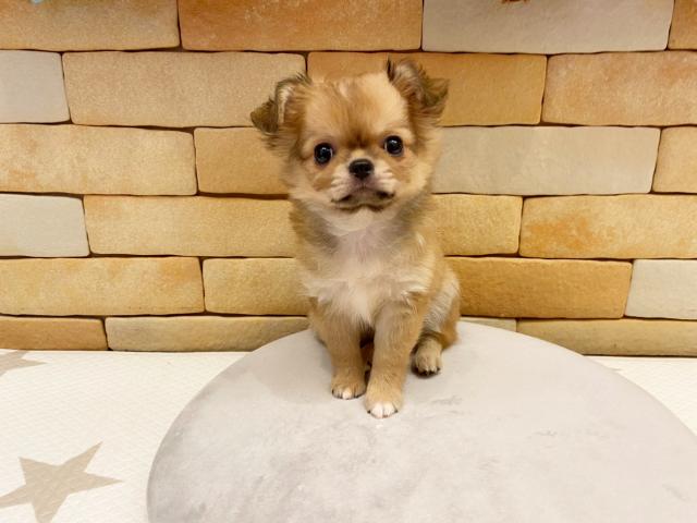 チワワ（ロングコート）