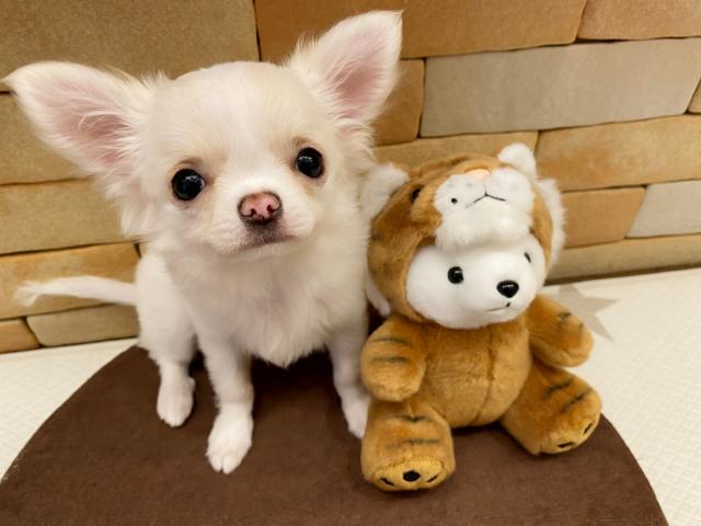 チワワ（ロングコート）