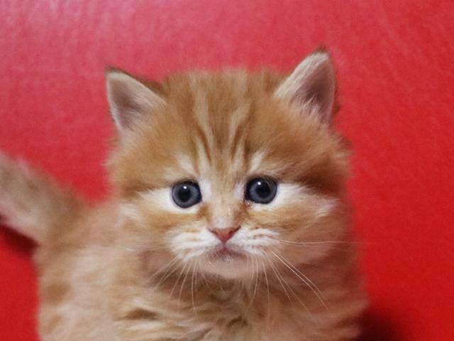 ミヌエット(旧ナポレオン)