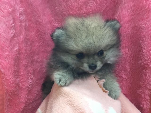ポメラニアン