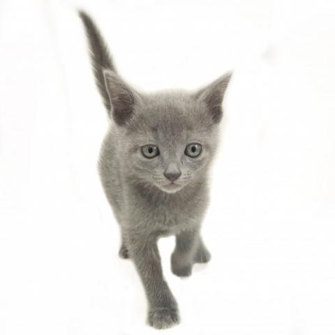 ロシアンブルー