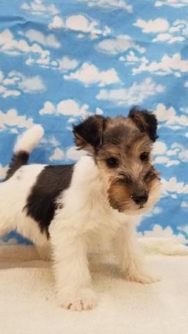 ワイアーフォックステリア