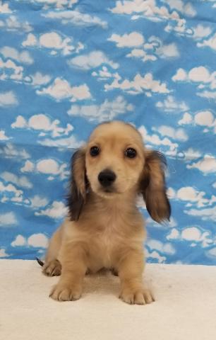 ミニチュアダックスフンド