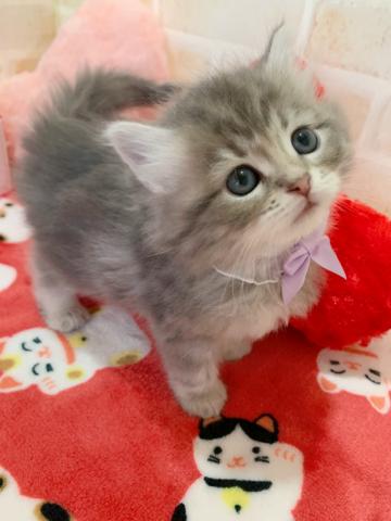 サイベリアン絶世の美女♡♡