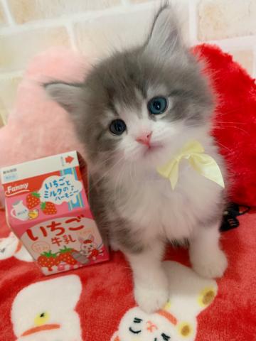 サイベリアン可愛いは正義♡♡