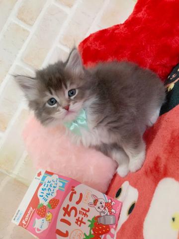 サイベリアン唯一のブルー男の子✩.*˚