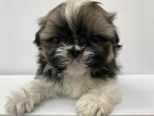 ペットアミ 野田店 千葉県 子犬や子猫たちのペット販売情報が満載 ペットステーション ペットアミ 野田店 千葉県 子犬や子猫たちのペット販売情報が満載 ペットステーション