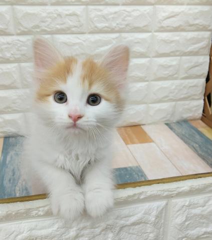 ペット一覧 コーナン ペットプラザ 鶴見元宮店 子犬や子猫たちのペット販売情報が満載 ペットステーション