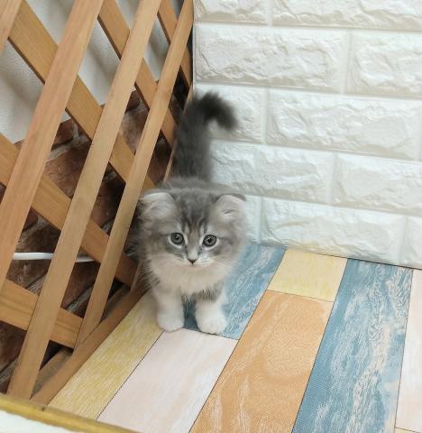 ペット一覧 コーナン ペットプラザ 鶴見元宮店 子犬や子猫たちのペット販売情報が満載 ペットステーション