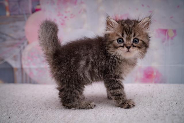 ミヌエット(旧ナポレオン)♡もふもふ足長ちゃん