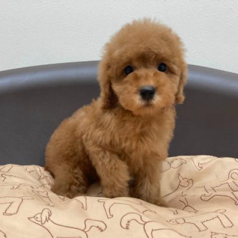 スタイルパウズ川口店 埼玉県 子犬や子猫たちのペット販売情報が満載 ペットステーション スタイルパウズ川口店 埼玉県 子犬や子猫たちのペット販売情報が満載 ペットステーション