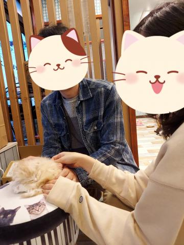 スコティッシュフォールド