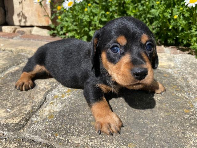 ミニチュアダックスフンド